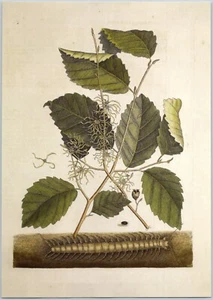 Centipede Mark Catesby Reproduction Book Plate 8x11 Botanical Art Print - Picture 1 of 1