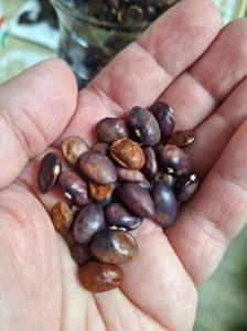 Frijoles corredores violeta turca - frijoles turcos morados - más de 10 semillas - H 150 - Imagen 1 de 1