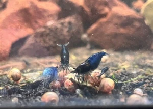 10+2 Blue Dream Shrimp - Neocaridina - Home Bred Live Arrival Guarantee - Picture 1 of 6
