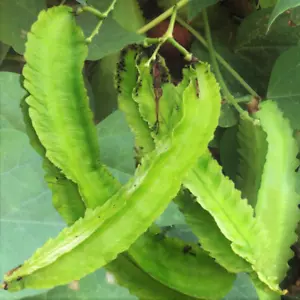 Winged Bean Seeds | Dragon Goa Asparagus Sigarilyas Chathura Payar Seed 2025 - Picture 1 of 10