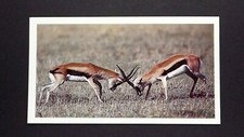 1 x Grandee Cigar card African Wildlife Thomson’s Gazelle ± No 22 ≠ Q29