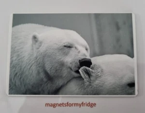 POLAR BEAR LOVE BLACK & WHITE PHOTO FRIDGE MAGNET - M141 F - Foto 1 di 1