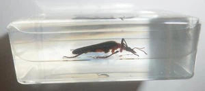 Black Spot Flower Soldier Beetle Education Specimen Small Clear Resin Block TE1 - Picture 1 of 6