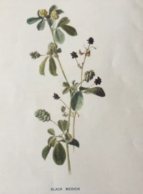 Antiker Druck 1902 Botanical Black Medick F.E. Hulme Wildflower Art Edwardian - Bild 1 von 4