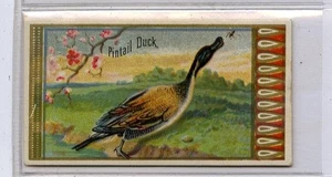 (Gd5355) Allen & Ginter, Spielvögel, Pintail Ente 1889 EX - Bild 1 von 4