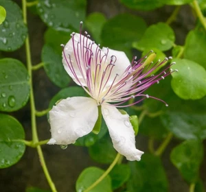 Capparis spinosa var. inermis - - PFLANZENHAUBE - Bild 1 von 5