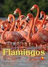 Livre de poche Flamingos by Feely (anglais)