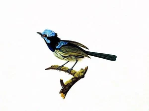 Schöner Vogel F. Tolstoi Fliese Wandbild Küche Wand Spritzschutz Kunst Marmor Keramik - Bild 1 von 7