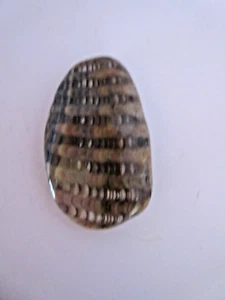 Ammonite Suture Fossil Mollusca Calcite Timor or WHATEVER IT IS? - Picture 1 of 5