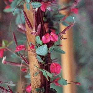CREEPER ROJO FINO 10 SEMILLAS KENNEDIA EXIMIA FLORACIÓN ENREDADERA CUBIERTA VEGETAL - Imagen 1 de 3