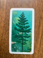 BROOKE BOND RED ROSE TEA CARDS - SERIES 11 - TREES OF NORTH AMERICA