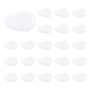 25Pcs Natural Scallop , Special for Handmade DIY Production Handmade DIY 5161 - Picture 1 of 7