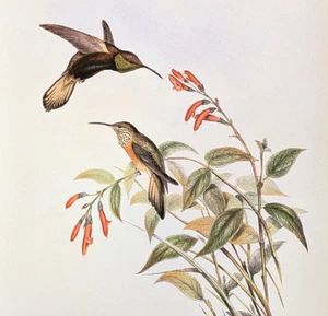 John Gould ADELA'S HILL-STAR colibrì stampa artistica vintage targa 73 - Foto 1 di 4