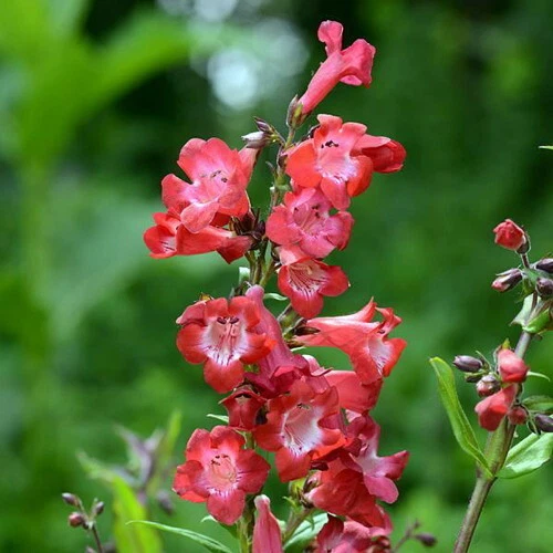 PENSTEMON SCARLET QUEEN embalado 50 Foto 1 de 1