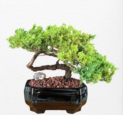 Outdoor Juniper Bonsai Tree 11" H Evergreen Trained Juniper Procumbens Nana - Image 1 of 3