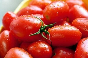 Crovarese Italian Grape Tomato Seeds 50 Ct Vegetable HEIRLOOM USA FREE SHIPPING - Picture 1 of 2