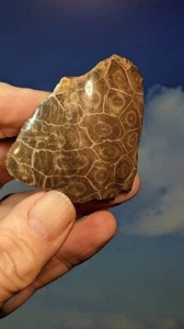 Fossile Koralle. (Actinocyathus) 60 mm x 50 mm. Marokko. Verpackt mit Ständer. - Bild 1 von 5