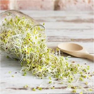 BROCCOLI SPROUTS 50g-2kg SEEDS NON-GM untreated BROCOLI SPROUT sprouting EDIBLE - Picture 1 of 1