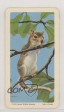1967 Brooke Bond Red Rose Animals and Their Young Tea Eastern Gray Squirrel 1md