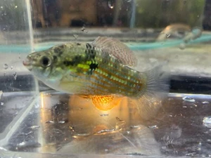 Florida Flagfish - PAIR 1M/1F (Jordanella floridae) American Killifish Flag Fish - Picture 1 of 2