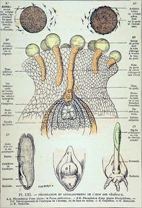 BOTANIK, HERBARIUM - BEFRUCHTUNG & ENTWICKLUNG DER SAMEN - Radierung 19. Jh. - Bild 1 von 3