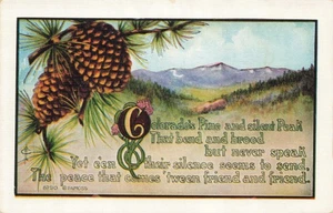 Postcard Colorado's Pine and Silent Peak Pine Cones Mountains - Picture 1 of 2