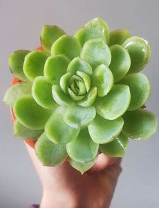 *SALE* ECHEVERIA Elegans Blue Green succulent plant *rooted* - Picture 1 of 2