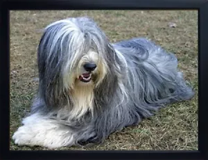Bearded Collie 3D Kühlschrankmagnet, schönes Geschenk für einen Bart Collie Liebhaber - Bild 1 von 3