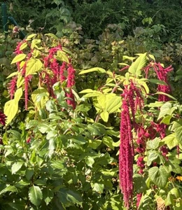 100+++Samen Fuchsschwanz Zierpflanze Saatgut Staude rot Sommerblume - Bild 1 von 2