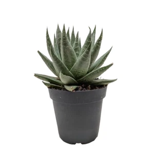 Suculenta Sabana Haworthia - Imagen 1 de 7
