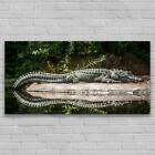 Glasbilder Wandbild Schlafzimmer Foto-Bild 140x70 Krokodil im wilden Dschungel