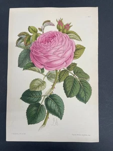Botanicals, Roses, Antique Prints, James Andrews, Floral Magazine, 1866, #407 - Picture 1 of 1