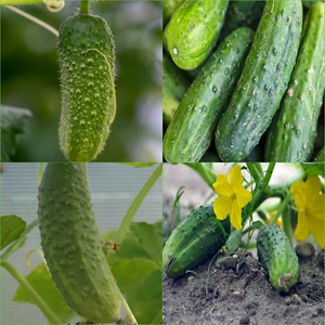Cucumber National Pickler 10 Seeds VEGETABLES Autumn WINTER Spring SUMMER - Picture 1 of 3