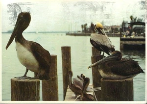 Alte Postkarte, Pelikane in Ruhe entlang der Golfküste von Florida, Vögel, gebraucht - Bild 1 von 2