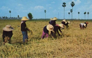 (af38) Thai Farmers harvest Rice on the Rice Fields - Thailand Postcard - Picture 1 of 2