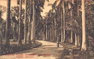 Sri Lanka - KANDY - Cabbage Palms, Peredeniya Gardens - Publ. Plâté & Co. - Picture 1 of 2