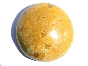 Sea Urchin Fossil Polished Morocco 37.99 Grams - Picture 1 of 4