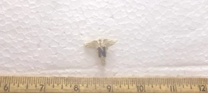 US Army - Nurse Hat Pin - Picture 1 of 3