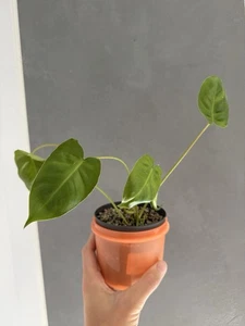 Philodendron Burle Marx, Pflanze Kein Steckling - Bild 1 von 3