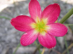 Rain Lily, Zephyranthes Katherinae var. rubra, 1 bulb, NEW, RARE, habranthus - Picture 1 of 1