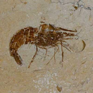 1,5 Zoll fossile Garnelen Karpopenaeus Kreidezeit 100 Mil Jahre alt Libanon Echtheitszertifikat - Bild 1 von 7