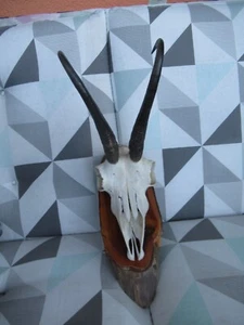 Gamsbock Geweih 11 Jahre und ca 22,5 schlauchlänge - Bild 1 von 5