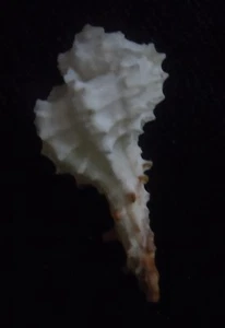 seashell Homalocantha species ALBINO 30-31mm F+++/F++ - Picture 1 of 3