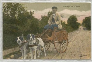 C.P.A / THÈME / ATTELAGE DE CHIENS / (1) - Imagen 1 de 1