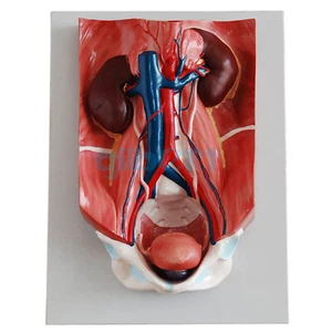 Scientific Human Urinary System Anatomy Medical Model 4 Part High Quantily - Picture 1 of 4