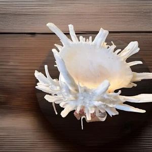 Atlantic Thorny Oyster (Spondylus americanus) - Picture 1 of 3
