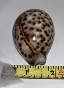 🏝️🐚🦀Cypraea Tigris Seashell Approx. 3” Cowrie Shell Side Lined Rare Beauty - Picture 1 of 6