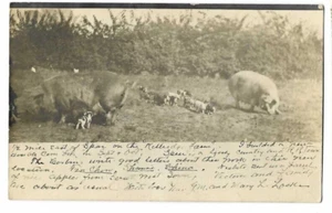Postkarte Schweine auf dem Bauernhof Speer ILL Illinois 1909 RPPC Pstmkd Henry IL nach Victoria - Bild 1 von 2