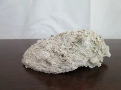 Spiny Oyster Fossil-Peace River - Image 1 of 4