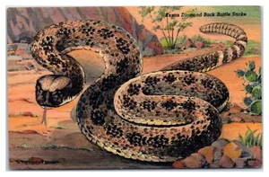 Postal de serpiente de sonajero Texas Diamondback - Imagen 1 de 2